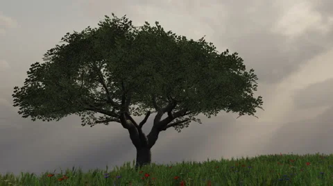 Tree with god rays2 HD Stock Footage 1089613