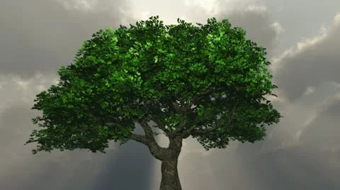 Tree - godrays Video stock 11594763