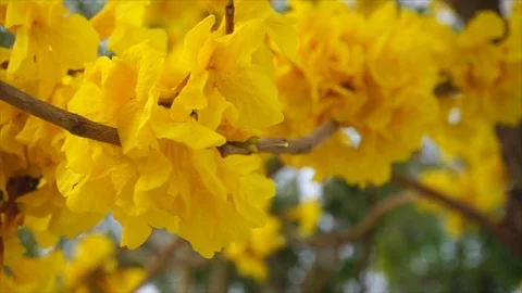 Tree of gold flowers with wind beautiful Stock-Footage 73755385