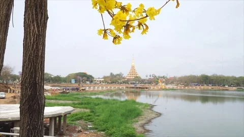 Tree of gold flowers with wind beautiful on blurred temple and riverside 스톡 동영상 73755638