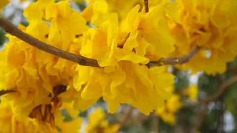 Tree of gold flowers with wind beautiful Stock-Footage 74606971