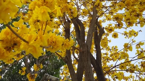 Tree of gold flowers with wind beautiful Stock-Footage 78102474