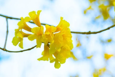 Tree of Gold Stock Photos