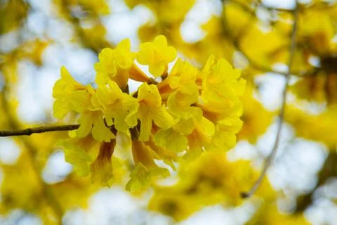 Tree of Gold Stock Photos