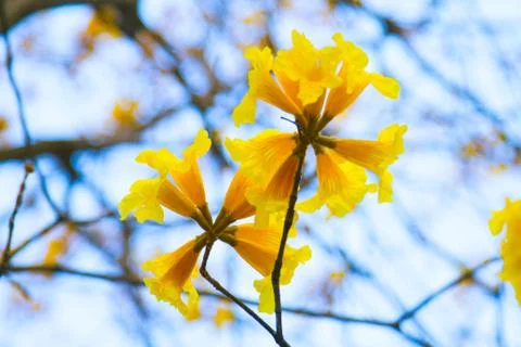 Tree of Gold Stock Photos