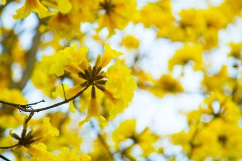 Tree of Gold Stock Photos