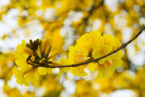 Tree of Gold Stock Photos