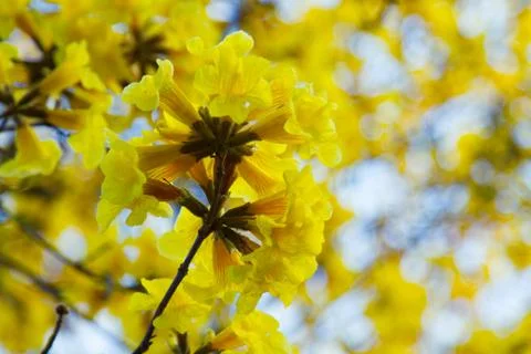 Tree of Gold Stock Photos