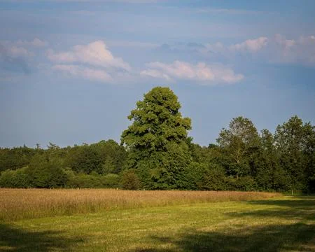 Tree in golden hour Foto stock