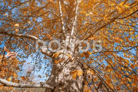 Tree with golden leaves in autumn Stock Photos