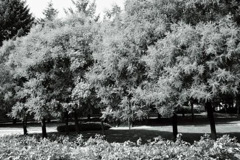 Tree "Golden rain" Free Stock Photos
