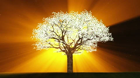 Tree with golden rays of light Stock Footage 159207732