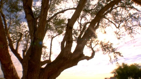 Tree on golf course with lens flare and sandtrap Stock Footage 125273687