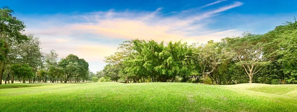 Tree in golf course Stock Photos