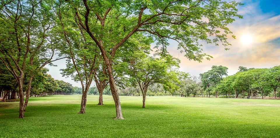 Tree in golf course Stock Photos