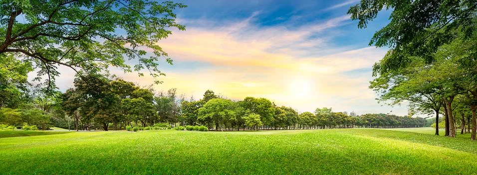 Tree in golf course Stock Photos