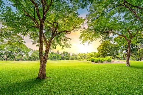 Tree in golf course Stock Photos