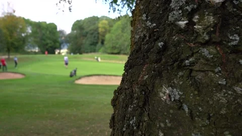Tree to golf green pan 스톡 동영상 163275183