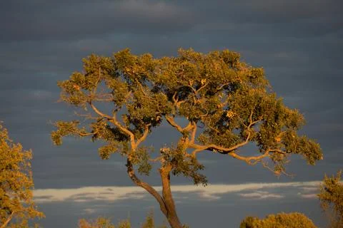 Tree in Gorgeous Light Stock Photos