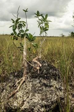 Tree gorwing on grass Stock Photos