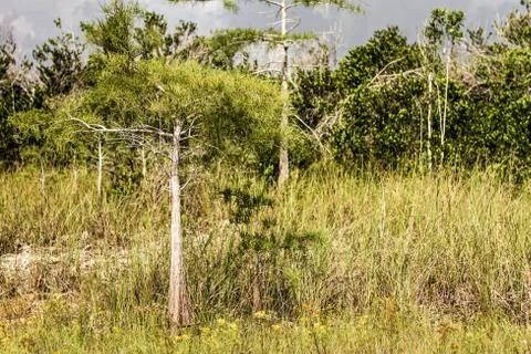 Tree gorwing on grass Stock Photos