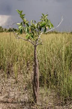 Tree gorwing on grass Stock Photos