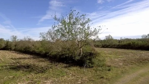 Tree graded Stock Footage 102691582