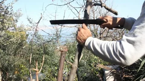 Tree Graft 動画素材 21774323