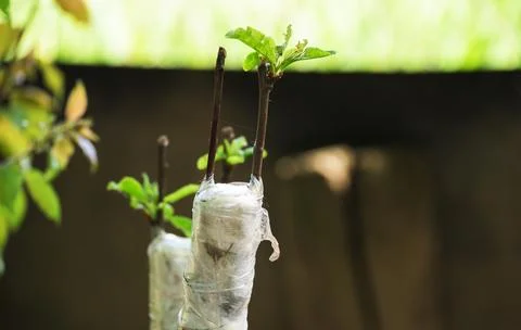Tree grafting. Stock Photos