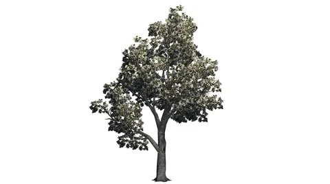 Tree granny smith apple flowers on white background and alpha channel Video stock 40588717