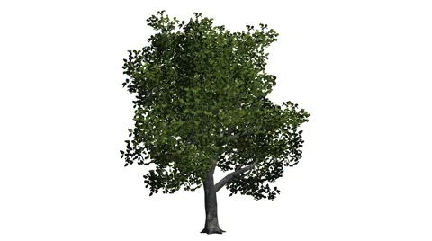 Tree granny smith apple on white background and alpha channel Video stock 40585955