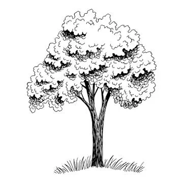Tree graphic black white isolated sketch illustration vector Stock Illustration