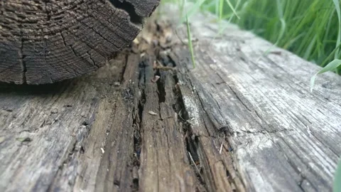 Tree in the grass 3 Stock Footage 154413172