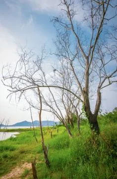 Tree, grass and  mountain under blue sky. Natural Landscape. Stock Photos