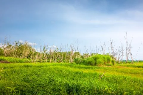 Tree, grass and  mountain under blue sky. Natural Landscape. Stock Photos