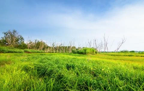Tree, grass and  mountain under blue sky. Natural Landscape. Stock Photos