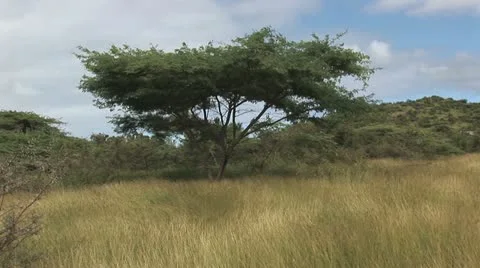 Tree, grass and wind Stock Footage 21254052