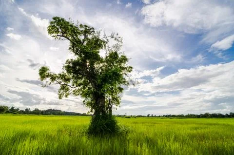 Tree grass field and sky Stock Photos