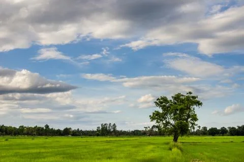 Tree grass field and sky Stock Photos