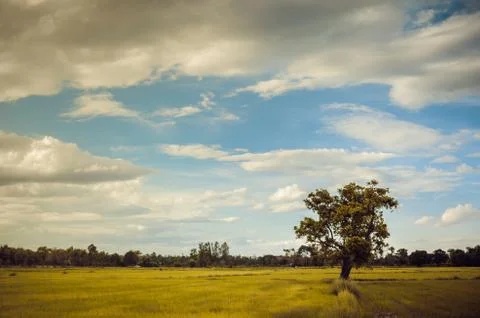 Tree grass field and sky vintage Stock Photos