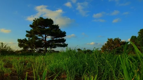 Tree in a grass field on a blue sky day Stock Footage 123811113