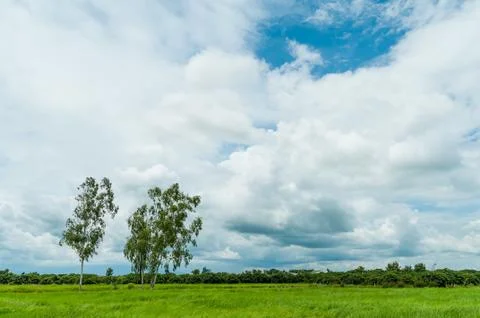 Tree in grass field with cloud and blue sky Foto stock