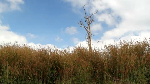 Tree in a grass field Stock Footage 33494869