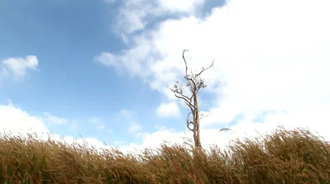 Tree in a grass field Stock Footage 33494955