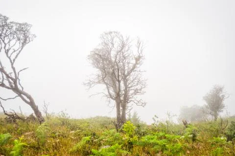 Tree in grass field with misty early Stock Photos