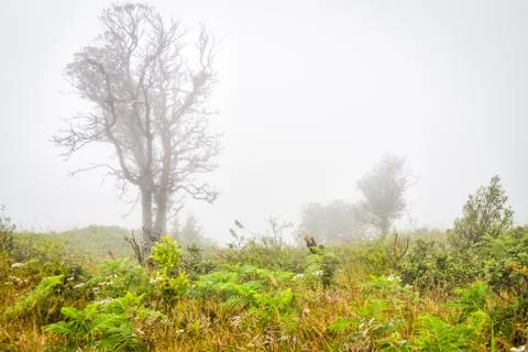 Tree in grass field with misty early Foto stock