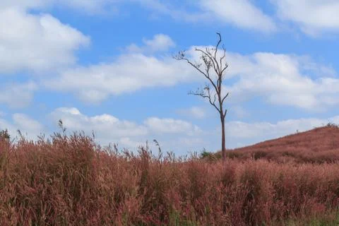 Tree in a grass field Stock Photos