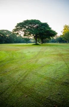 Tree in grass field Stock Photos