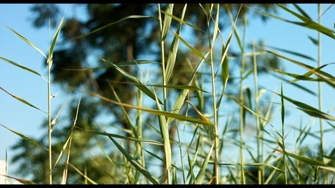 Tree with Grass Stock Footage 94595569