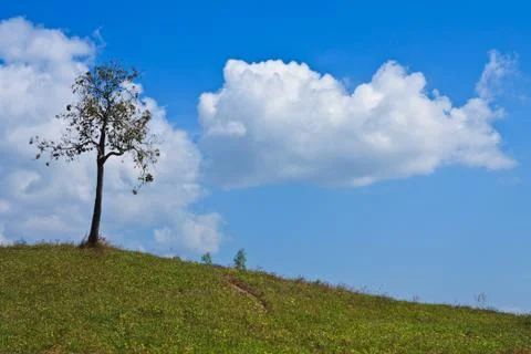 Tree on grass hill and blue sky Stock Photos
